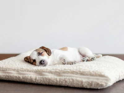 cama ortopedica para perros