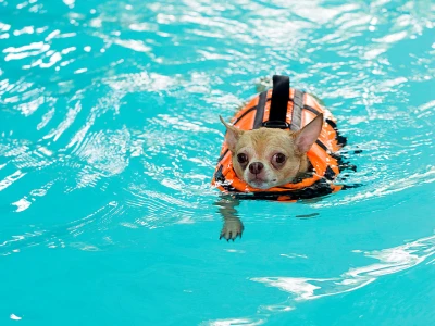 actividades acuaticas para perros pequeños