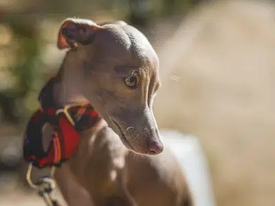 galgo italiano vs pinscher